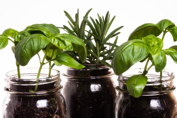 Mason jar herb garden